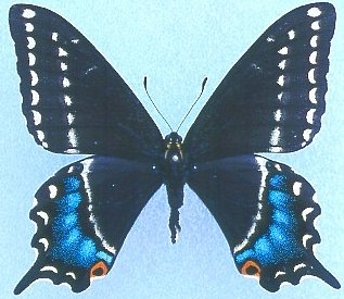 lepidoptera european corn borer site gypsy moth in nort